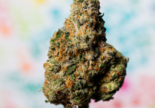 Cannabis Strains: Find the Right One for You