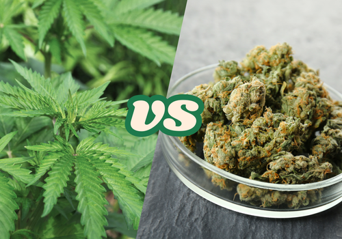 The Key Differences Between Hemp and Cannabis 