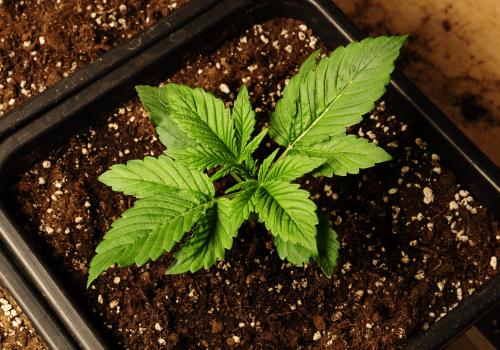 Cannabis Indica: Effects, Benefits, and Safe Use