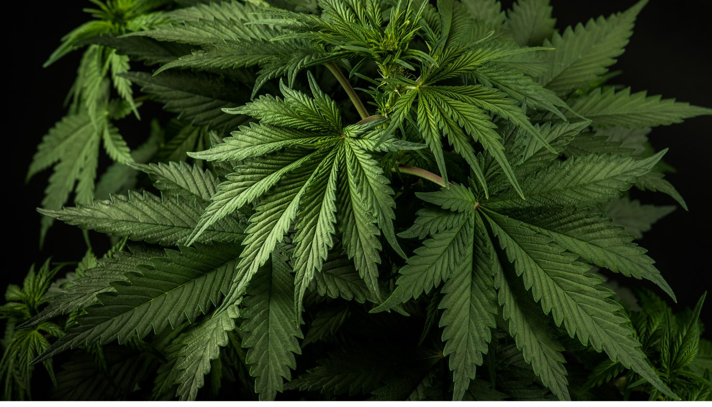 Cannabis Plant Guide 