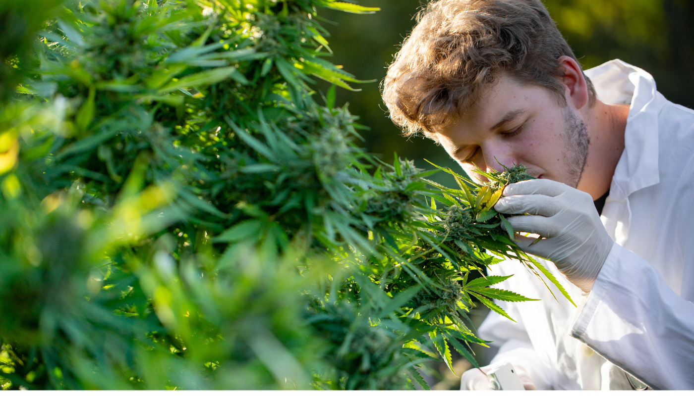 What does cannabis smell like? 