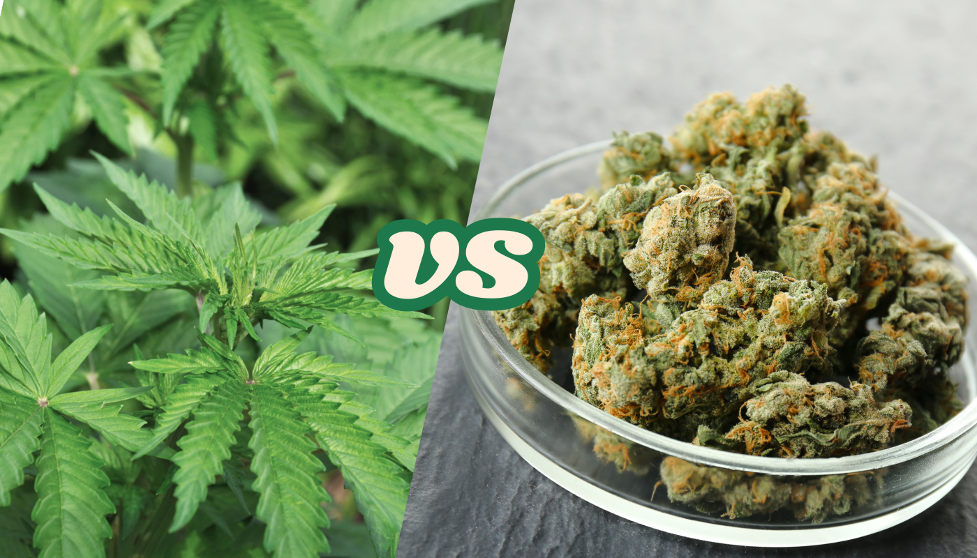 The Key Differences Between Hemp and Cannabis 
