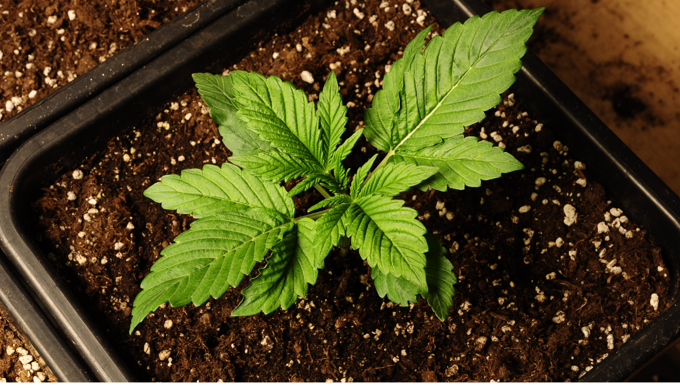 Cannabis Indica: Effects, Benefits, and Safe Use