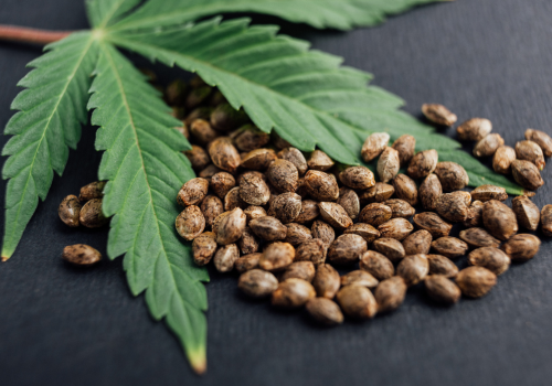 Hemp Plant Benefits: Nutrition & Uses
