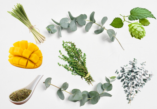 Myrcene in Cannabis: Effects, Potential Benefits & Uses