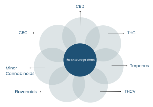 What Is the Entourage Effect in Cannabis?