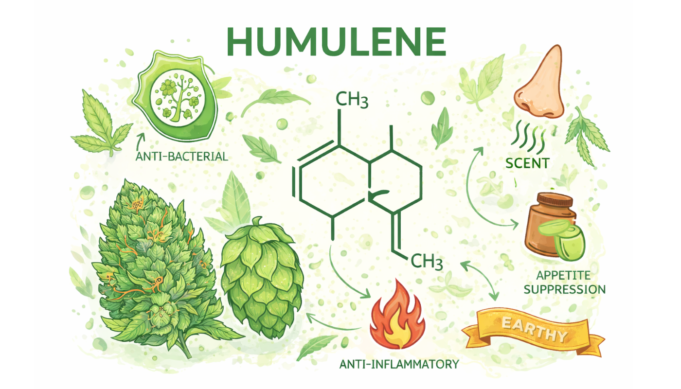 What Is Humulene? Aroma, Sources and Key Characteristics