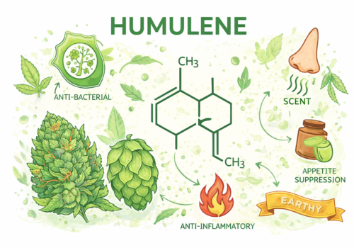 What Is Humulene? Aroma, Sources and Key Characteristics