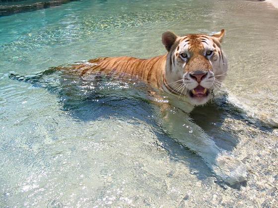 Myrtle Beach Safari