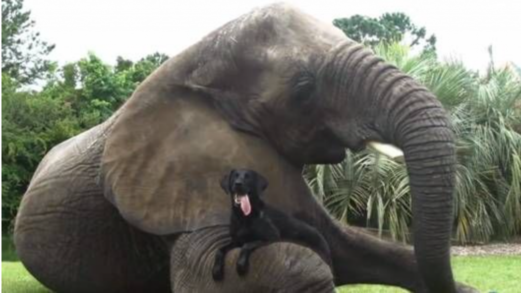 Bubbles and Bella live together at the Myrtle Beach Safari where they spend their days playing and splashing in the pool.