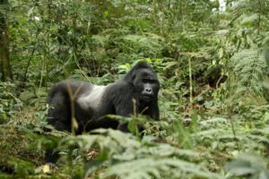 Mobile Community Health Clinic Helping Uganda Gorillas