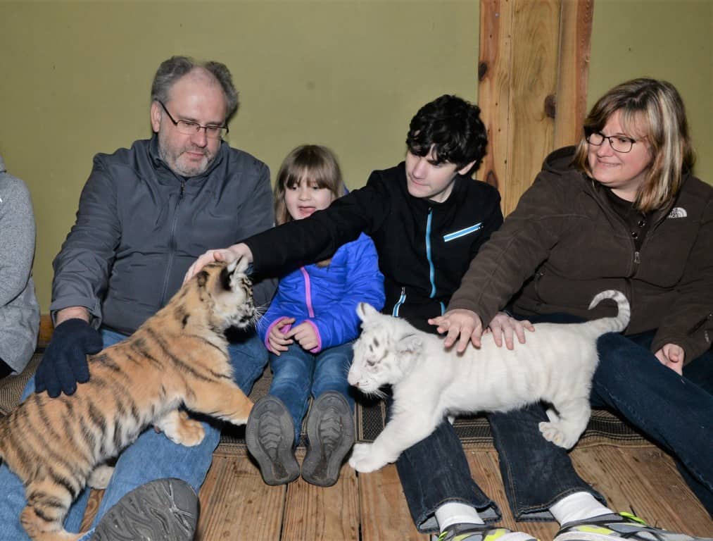 A white and orange tiger cub walking over our legs at Myrtle Beach Safari