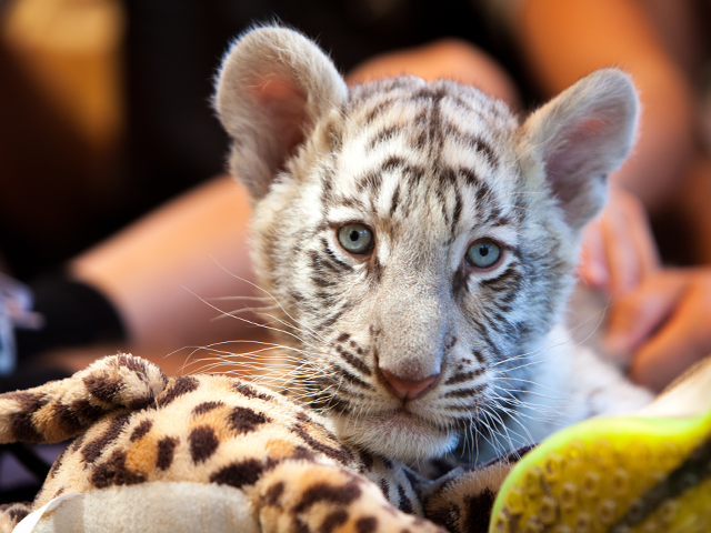 Touch the Wild
