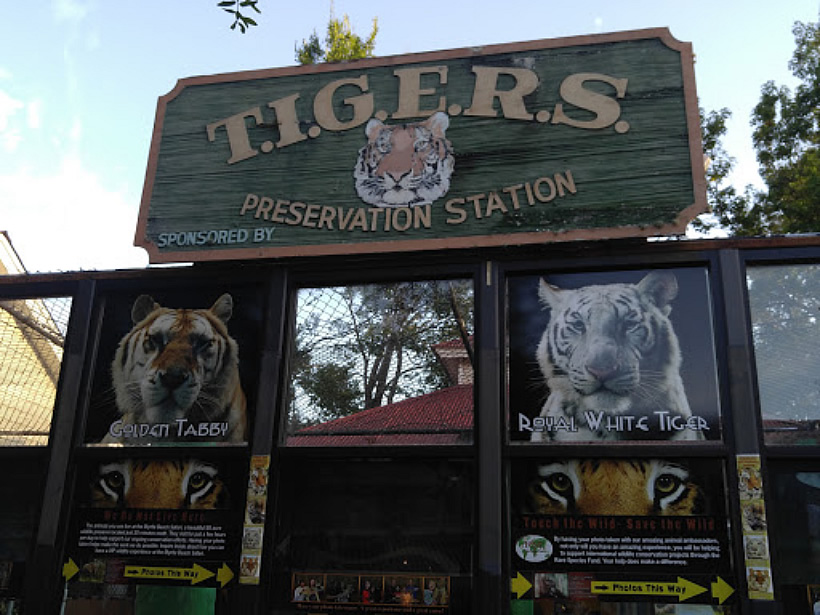 Take a Wildlife Safari