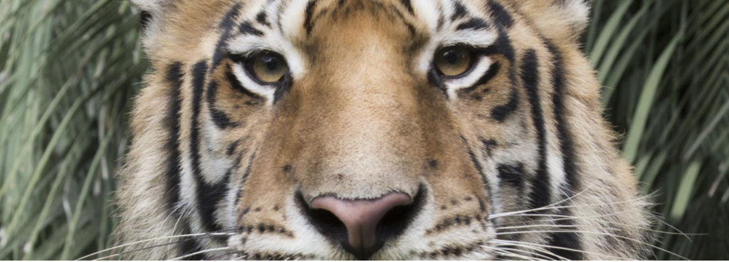 As of 2008, only an estimated 500 Sumatran tigers still inhabit the forest of Indonesia.