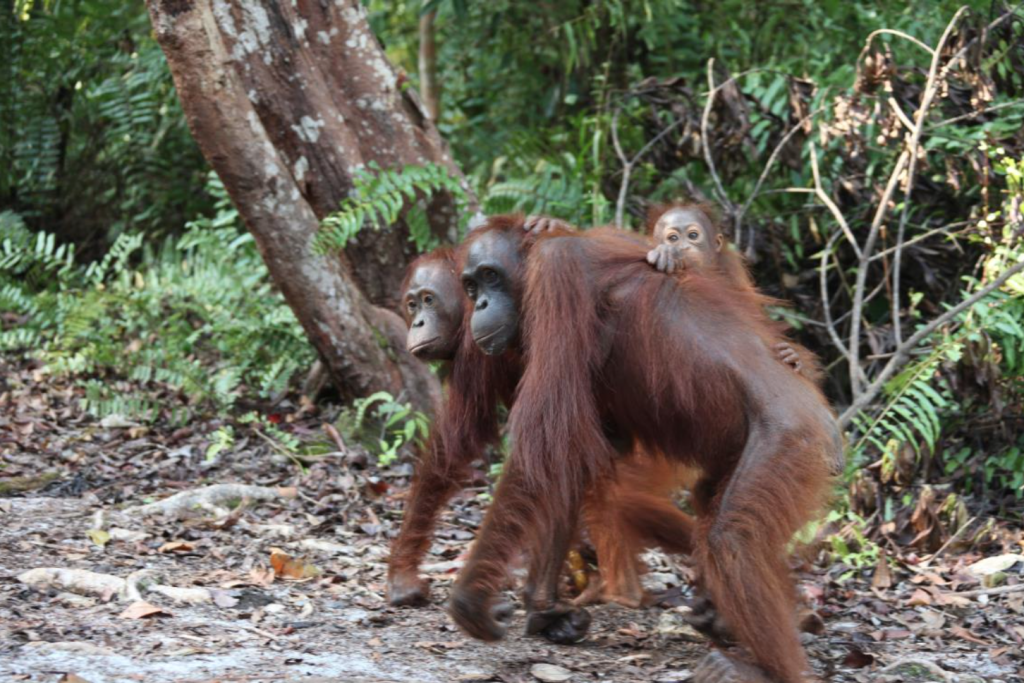 Orangutans are one of the most endangered species found in Indonesia. The forest surrounding the Soraya Forest Research Station is one of their most intact strongholds in northwestern Sumatra.