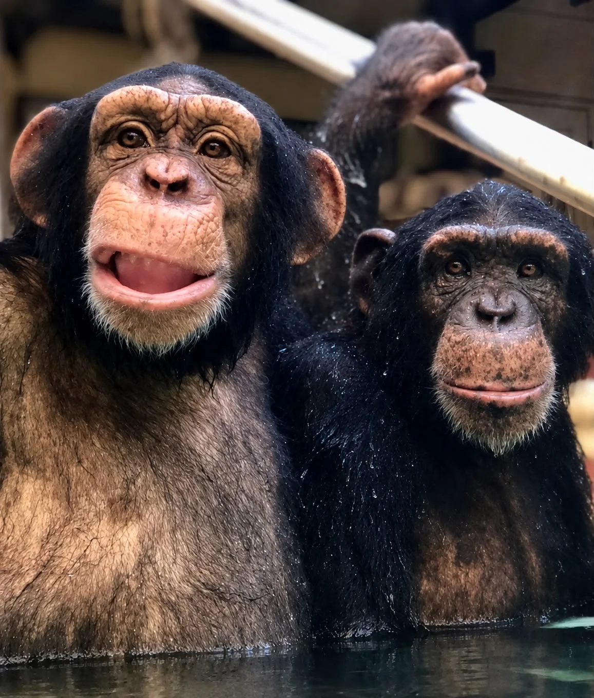 chimpanzees