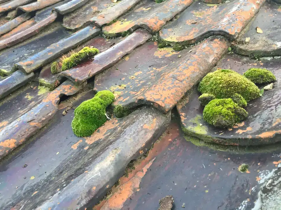 Close-up van dakpannen met dikke groene mosplekken, vóór mosbestrijding