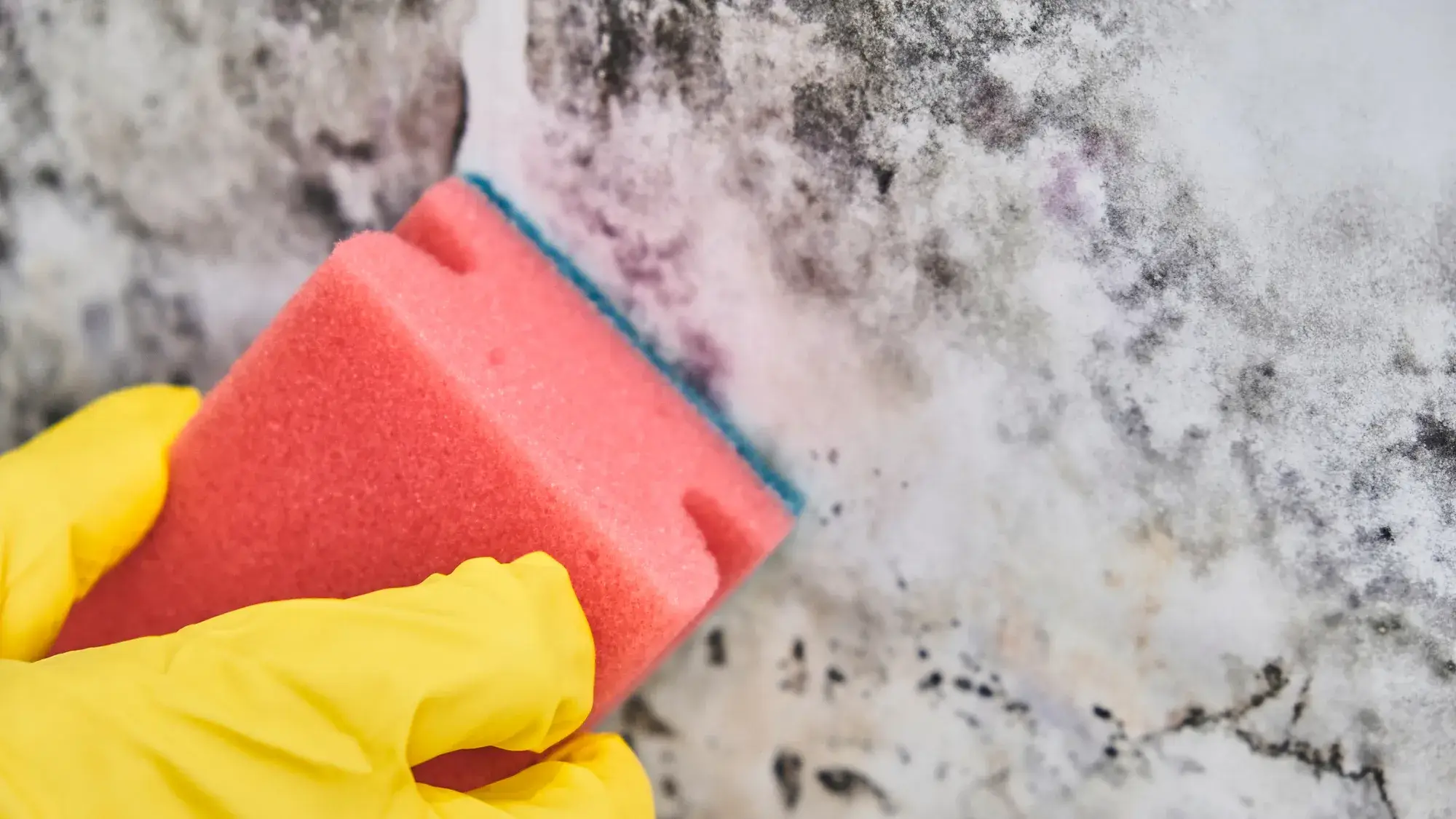 Hand met gele handschoen verwijdert zwarte schimmel van een muur met een spons