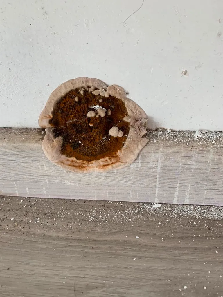 Bruine huiszwam met witte randen op een houten vloer tegen een muur
