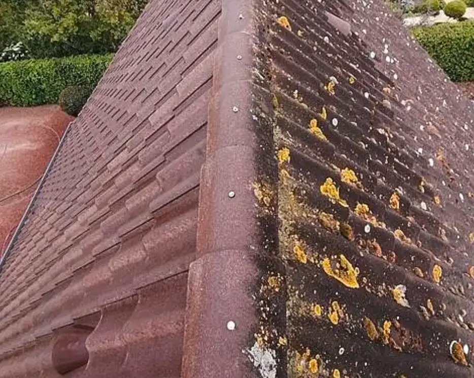 Dakpannen half gereinigd, met mos- en korstmosaanslag rechts en schone pannen links
