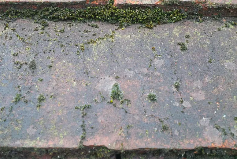 Verweerde dakpannen met groene mos- en algenaanslag in de voegen, voor ontmossing