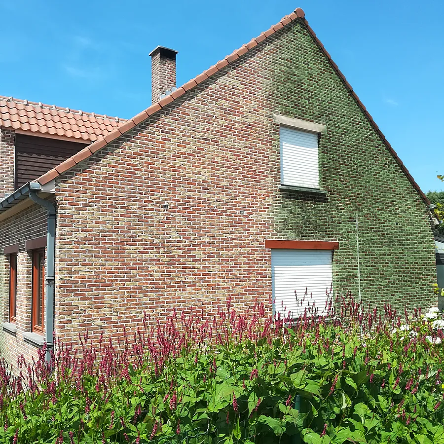 Zijgevel met groene mos- en algenaanslag op de bakstenen, vóór gevelreiniging