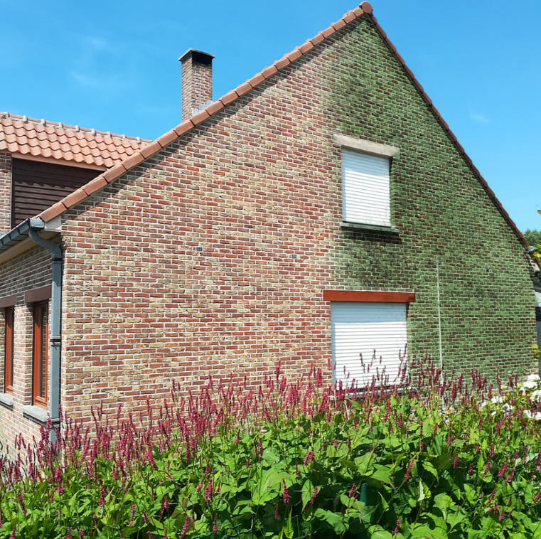 Zijgevel met groene mos- en algenaanslag op de bakstenen, vóór gevelreiniging
