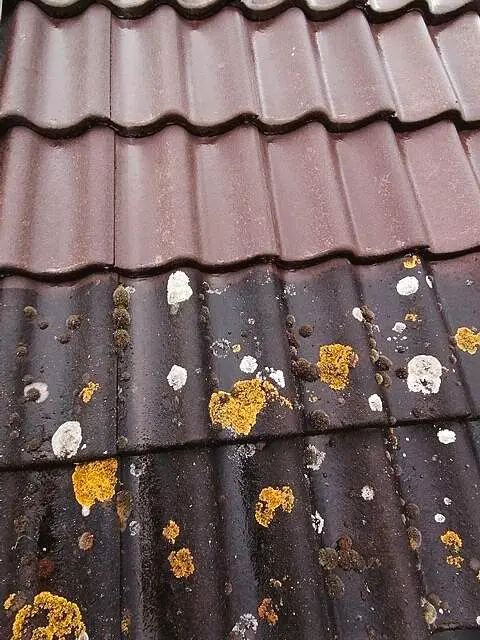 Dakpannen met mos- en korstmosaanslag, bovenaan al gereinigd