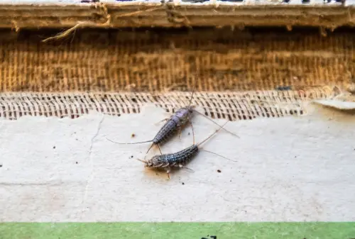 Deux poissons d'argent sur un sol clair, le long d'une plinthe