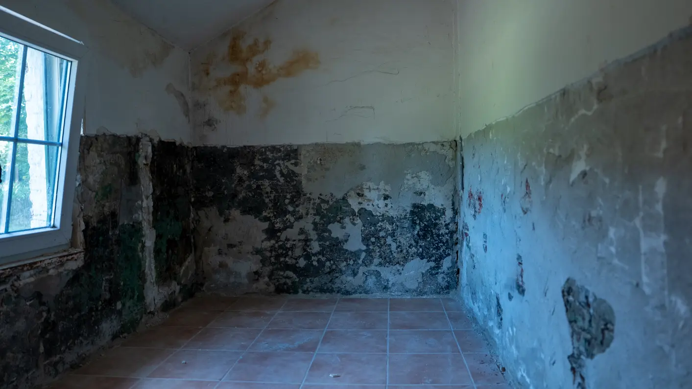 Pièce vide avec traces d'humidité vertes et noires sur la moitié inférieure des murs