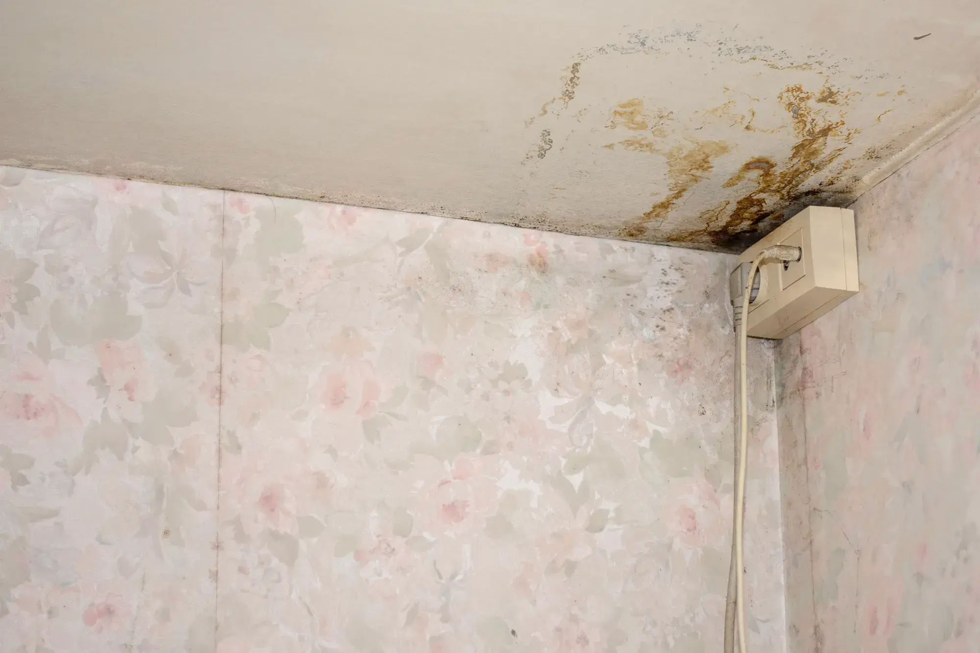 aqua protect traiter les moisissures dans la chambre