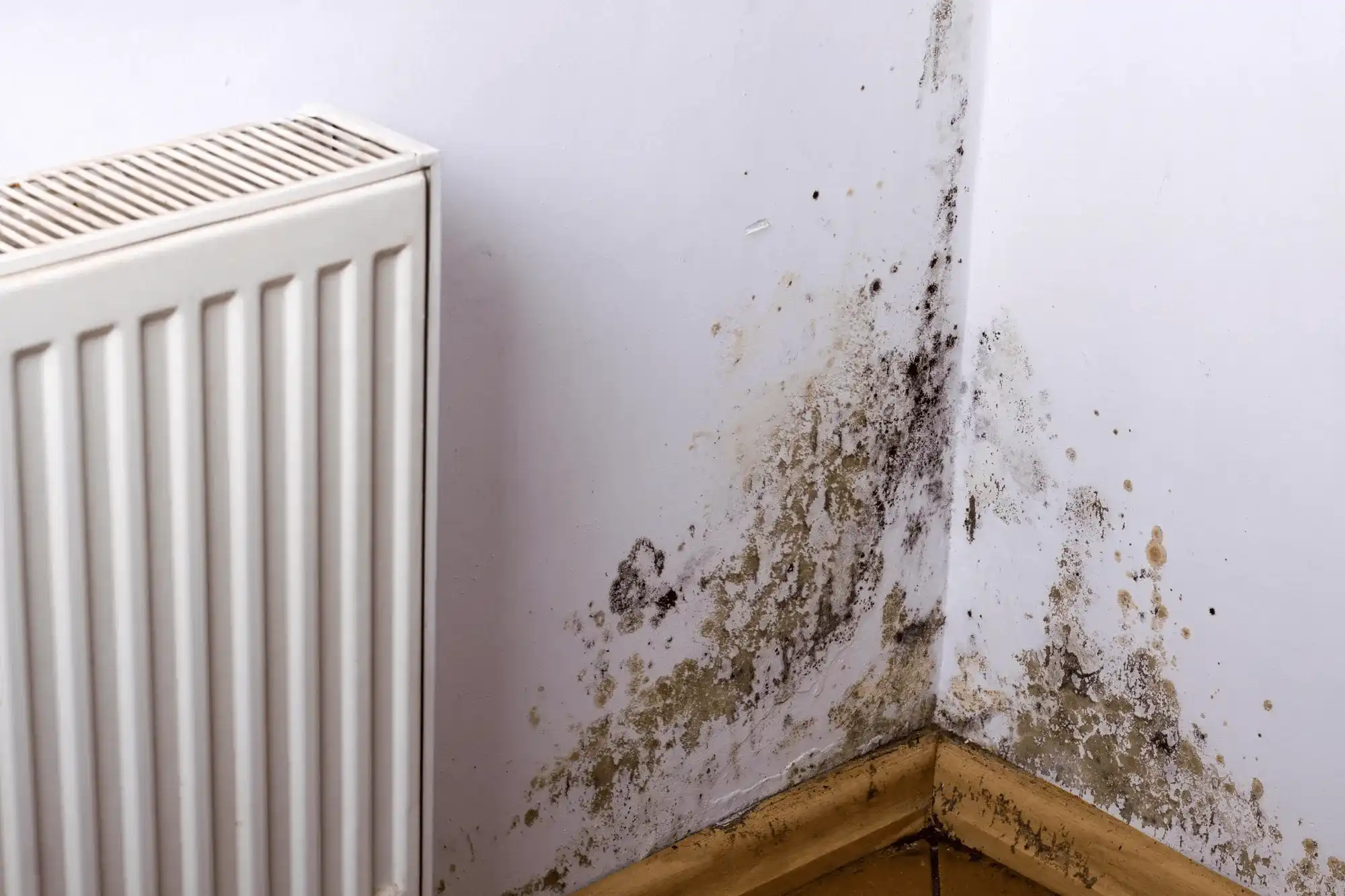 dégâts de moisissures sur un mur
