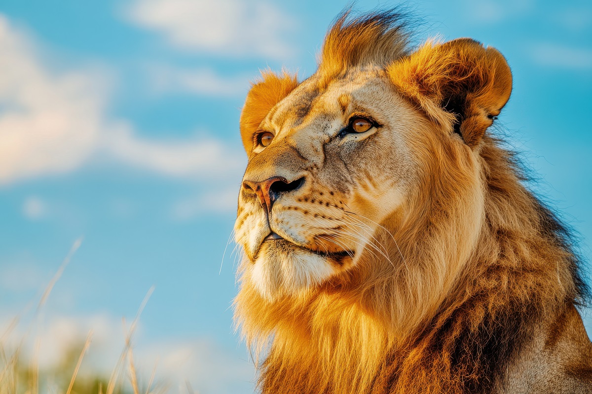 In Like a Lion out Like a _______?