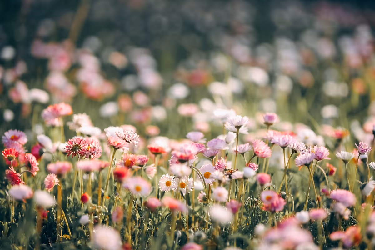 The Beauty of a Mother's Enduring Legacy