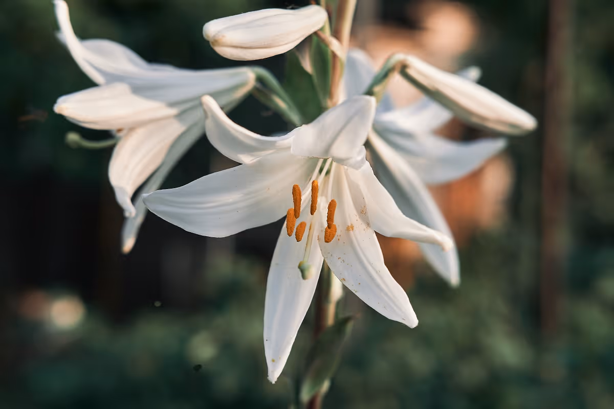 Easter Message: Delivering The Hope Of Enlightened Eyes
