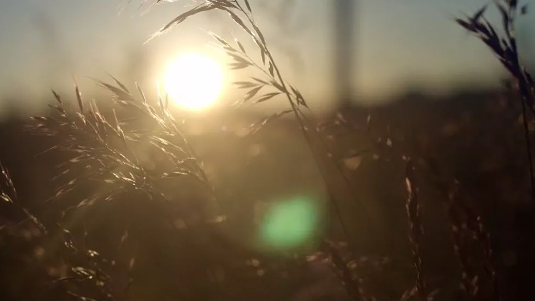 Sun shining through tall dry grass in a field during sunset or sunrise.