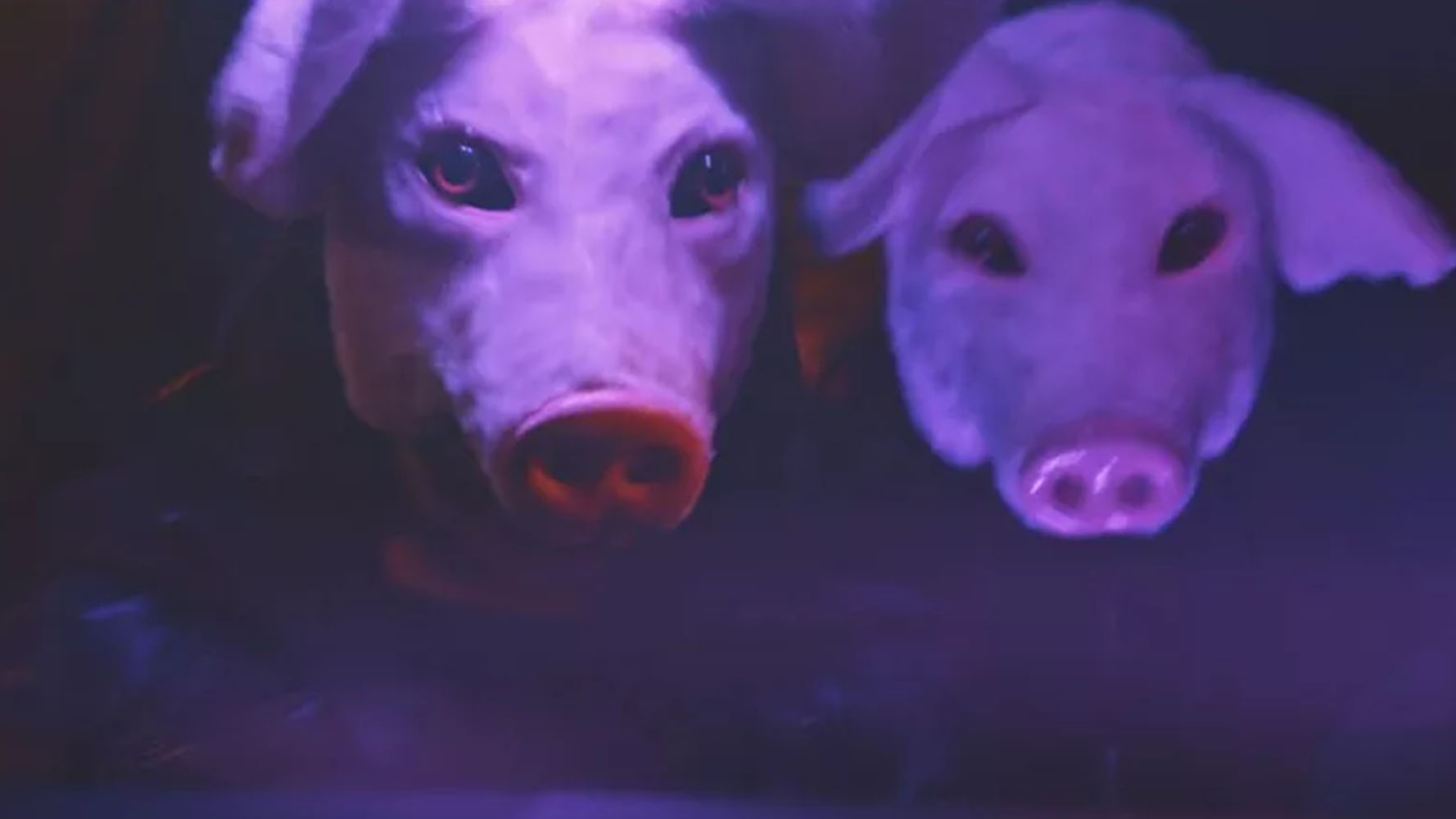 Close-up of two pigs illuminated by purple and pink lighting against a dark background.