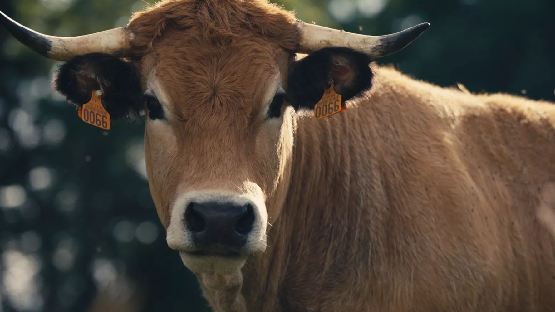 Close-up of a brown cow with horns and orange ear tags numbered 0066.