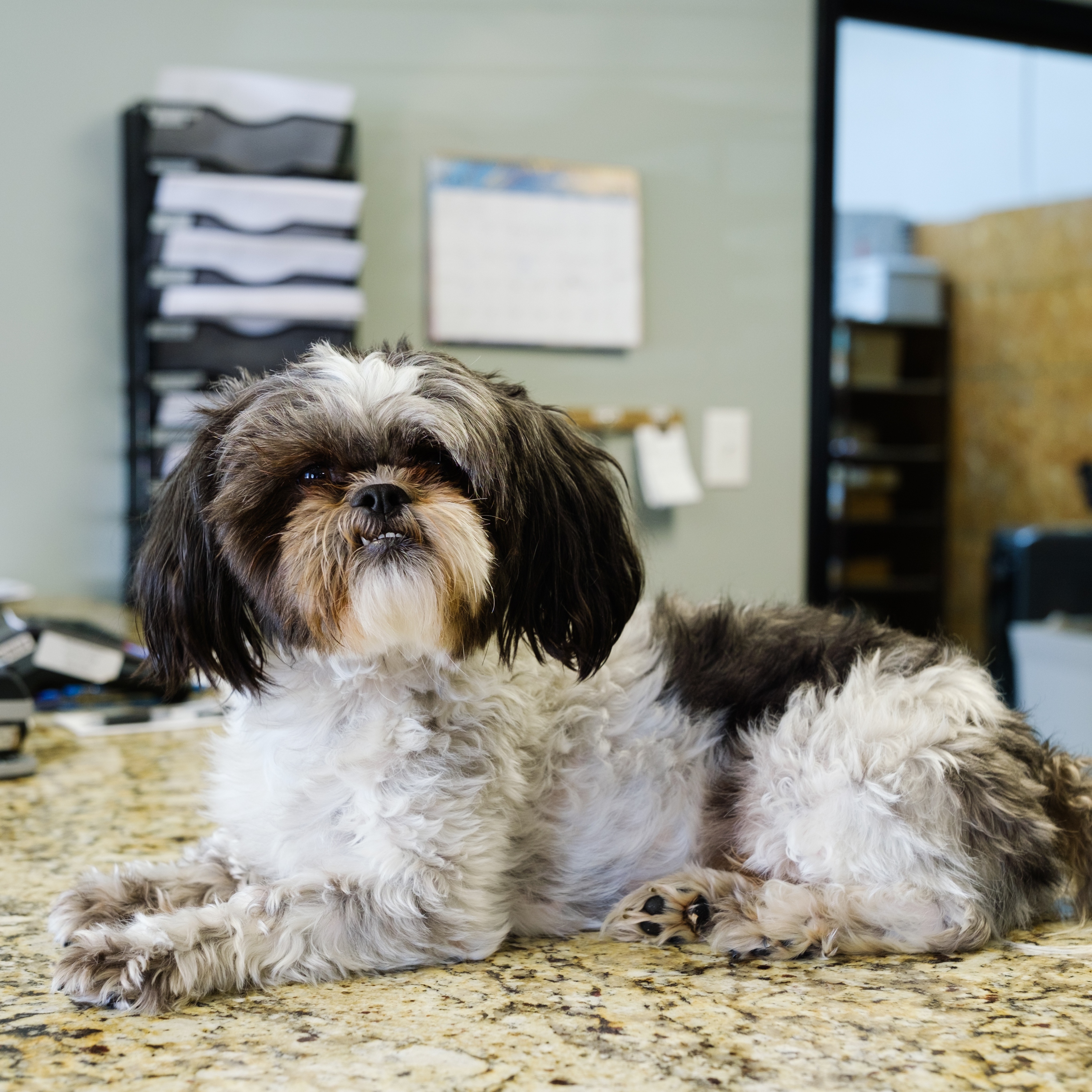 Tucker Dumond, Greeter & Shop Mascot at D&D Appliance Repair