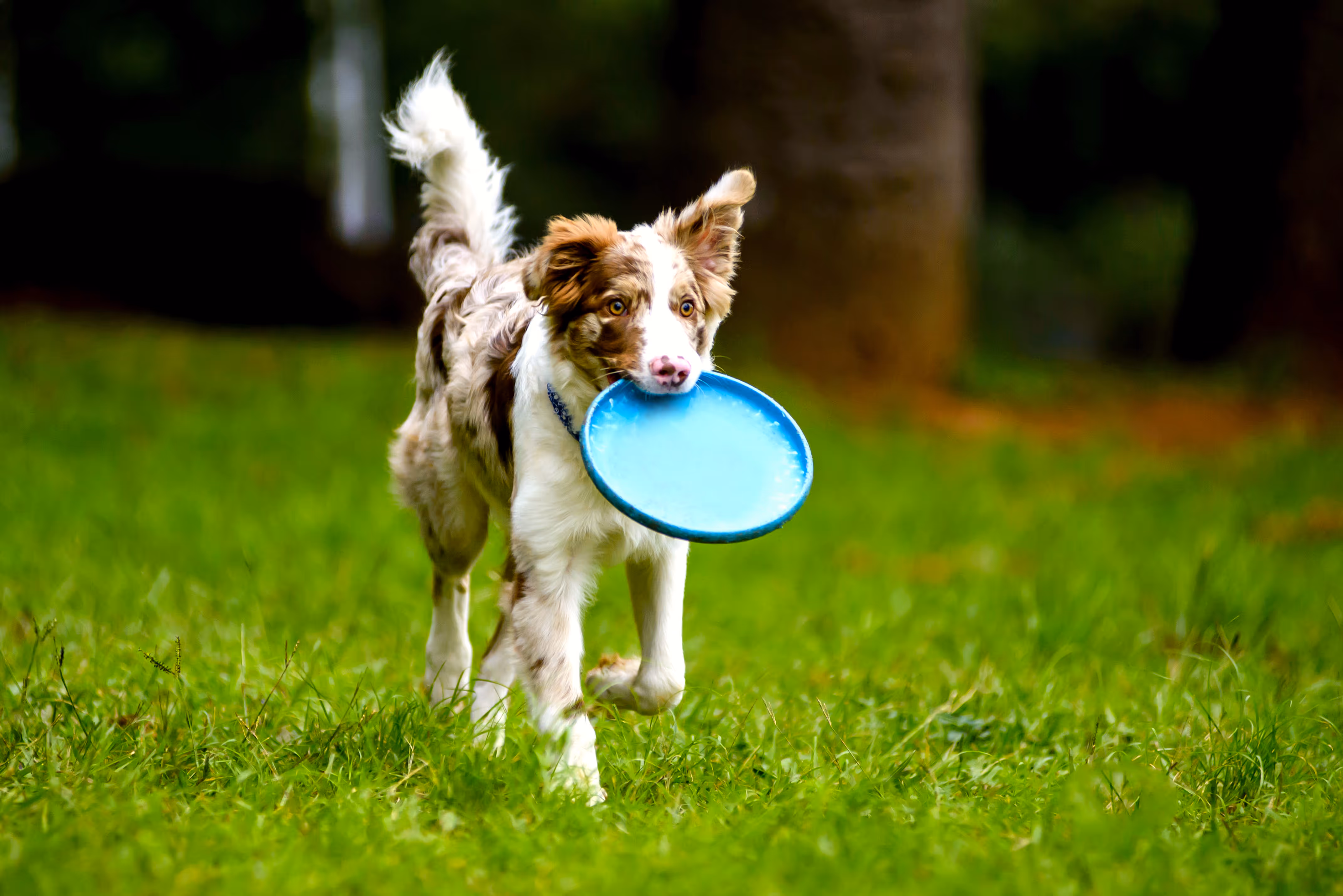 Dog running with frisbee in mouth stock image