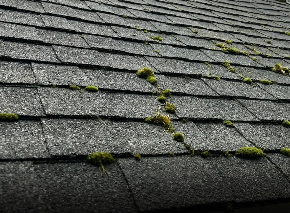 Close-up of an asphalt shingle roof with scattered patches of green moss growing between the shingles.