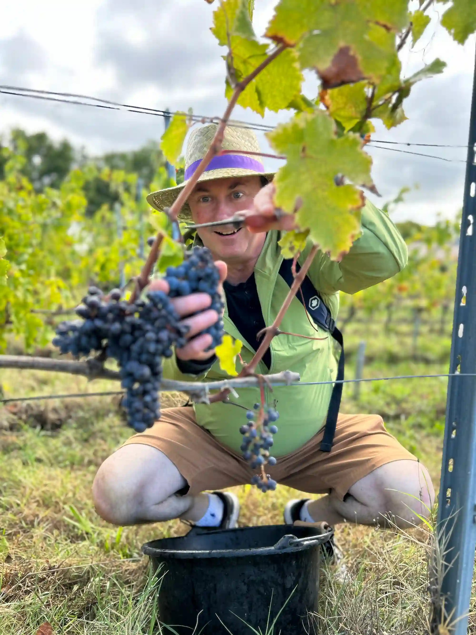 epicureans traveller clipping grapes from vine