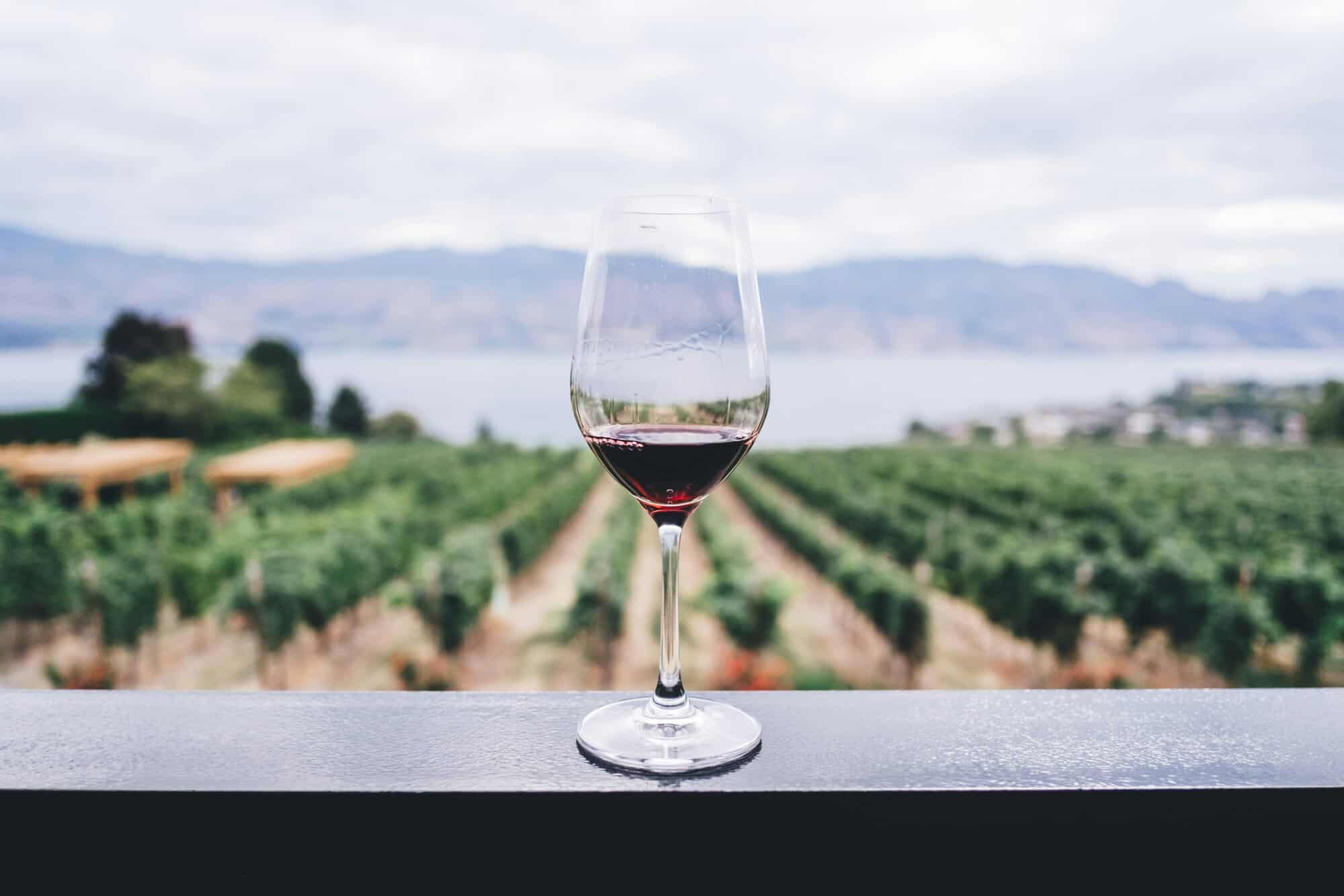 red wine glass with vineyard in the background