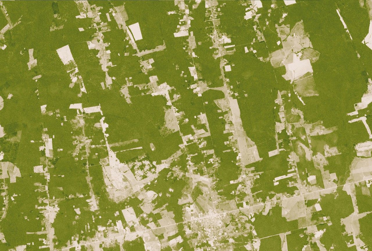 How Olam Food Ingredients is waging a digital fight against deforestation