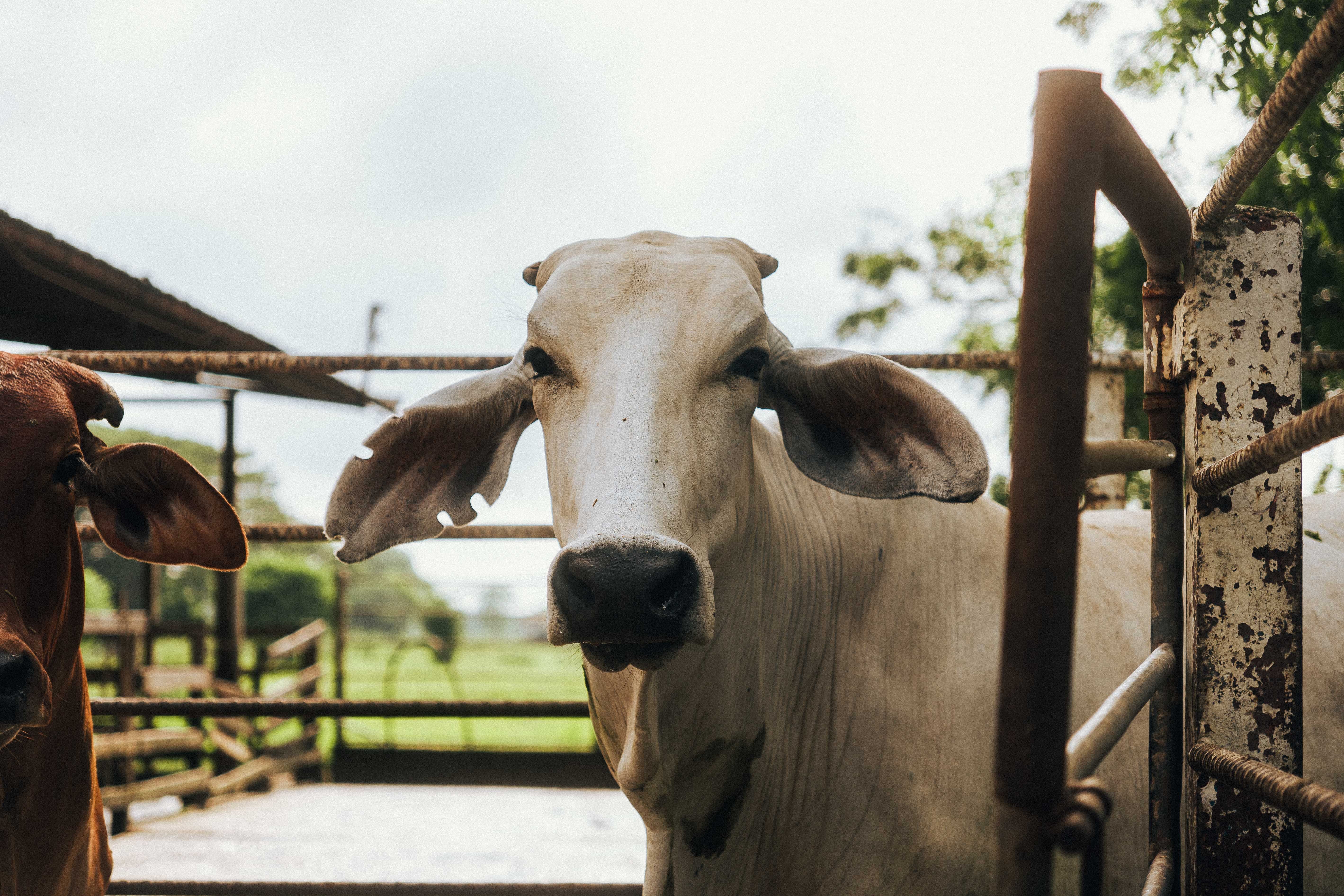 European Commission excludes leather from landmark deforestation law
