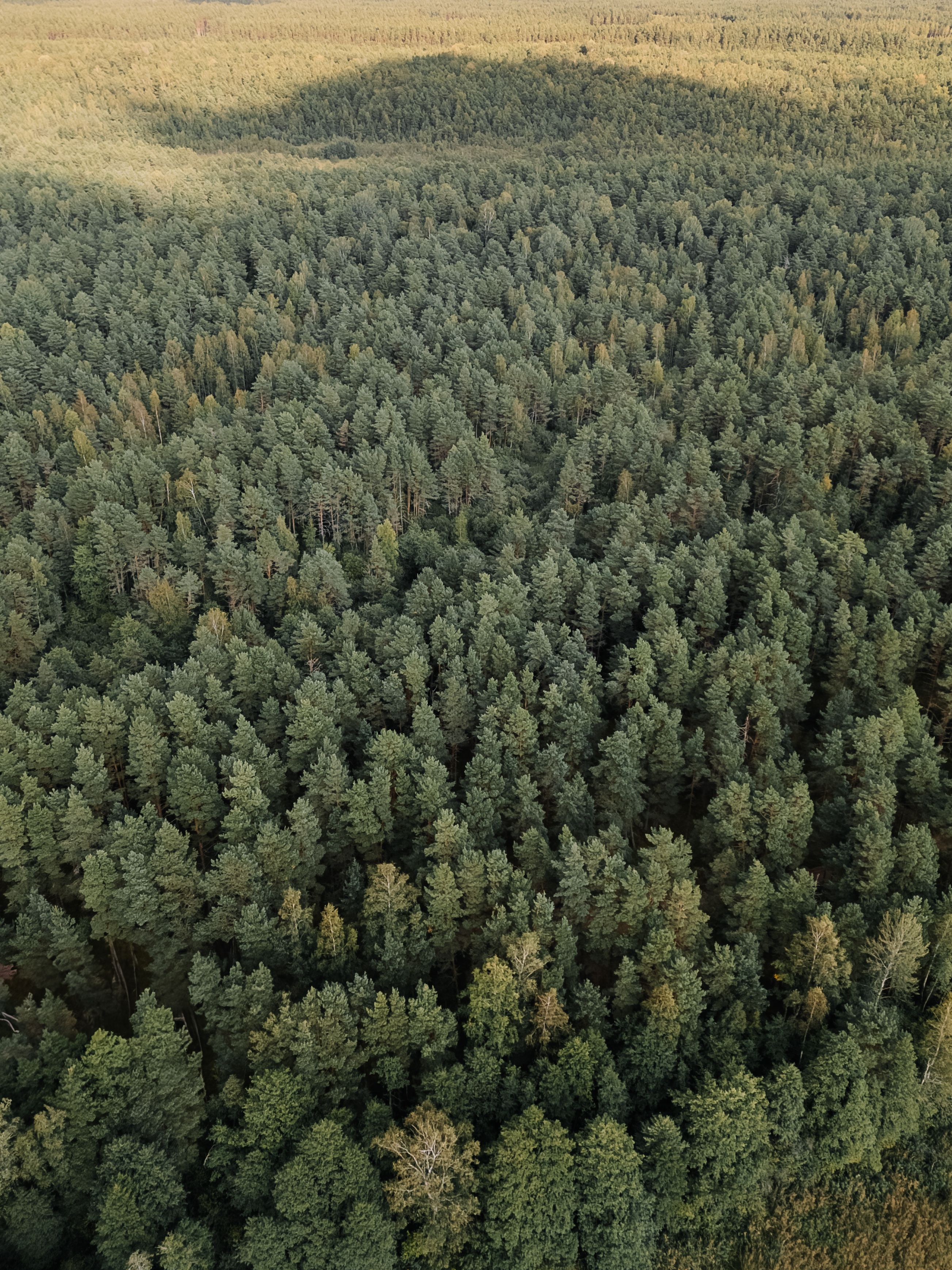 Improved reporting needed on forest carbon emissions