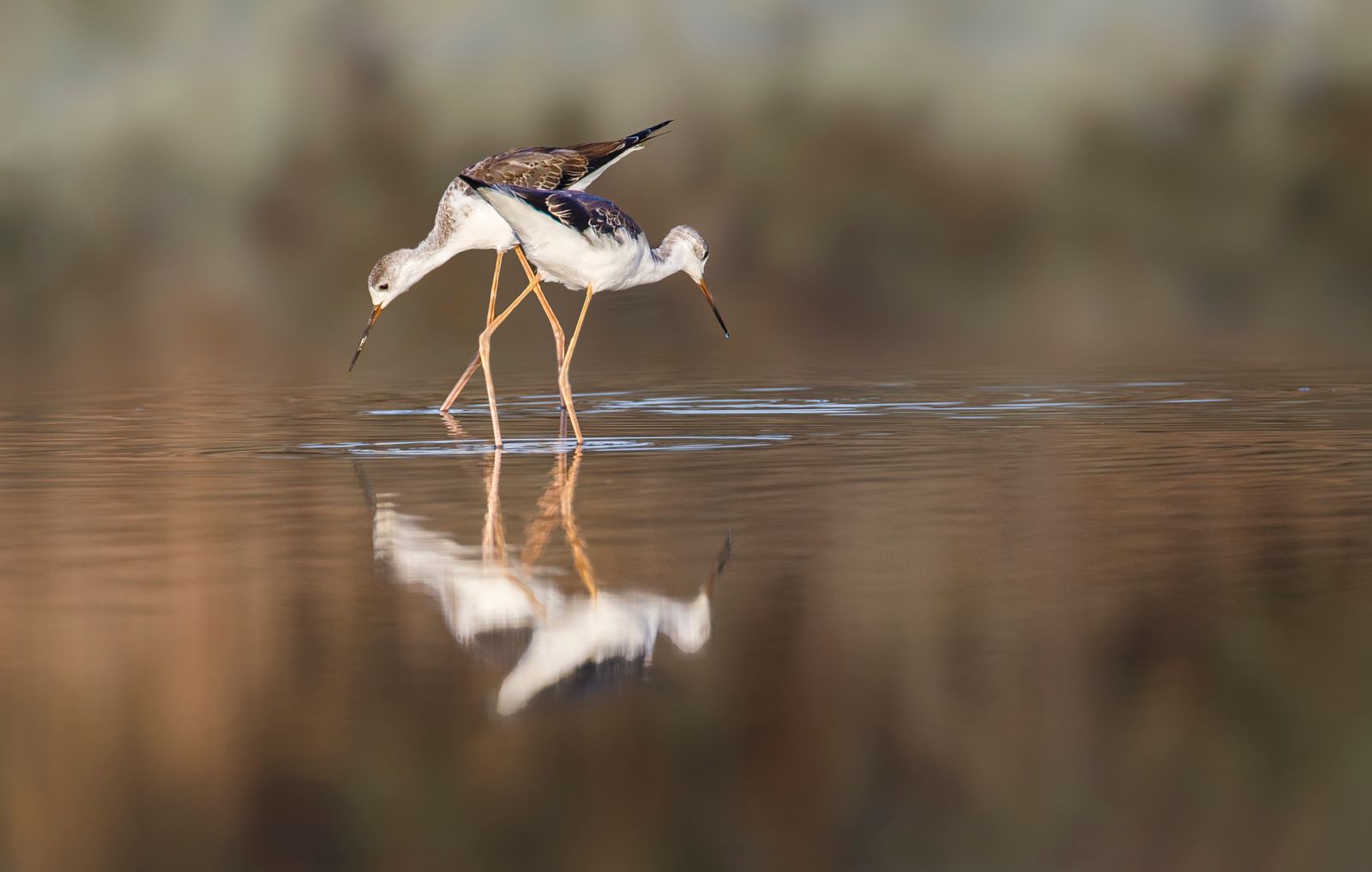 Tiny trackers reveal where migratory shorebirds need protection across Africa