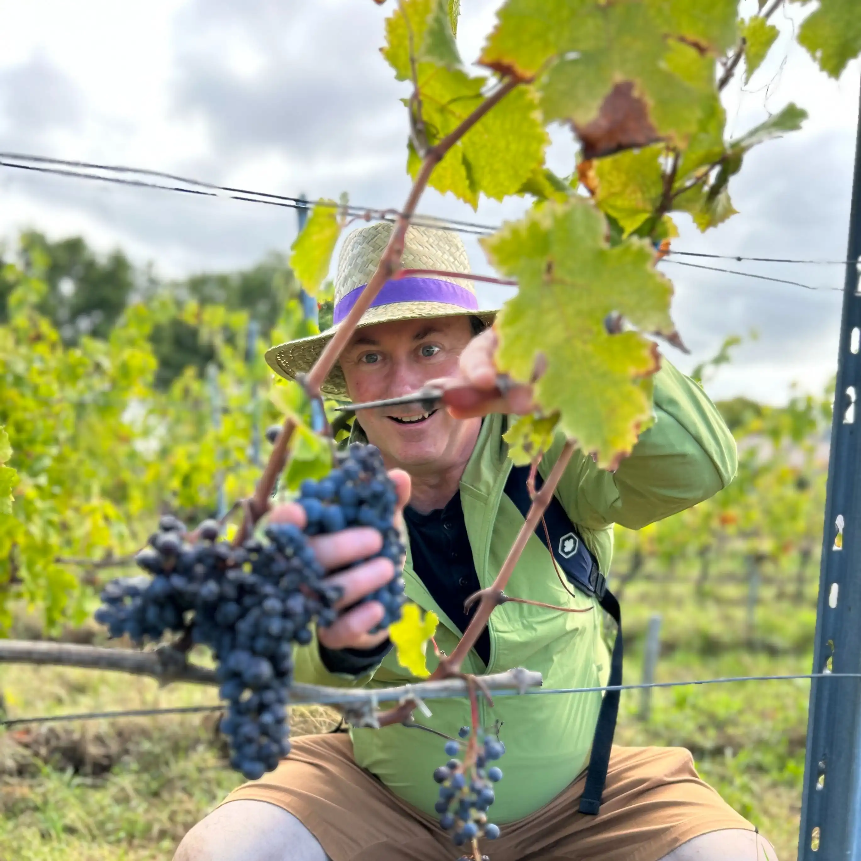 epicurean adventurer clipping grapes from vines