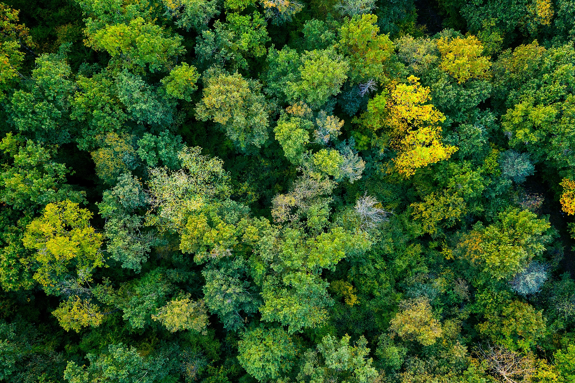 Image of a dense forest from above.